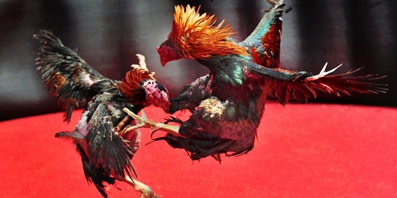 Vài nét sơ lược về đá gà jun88